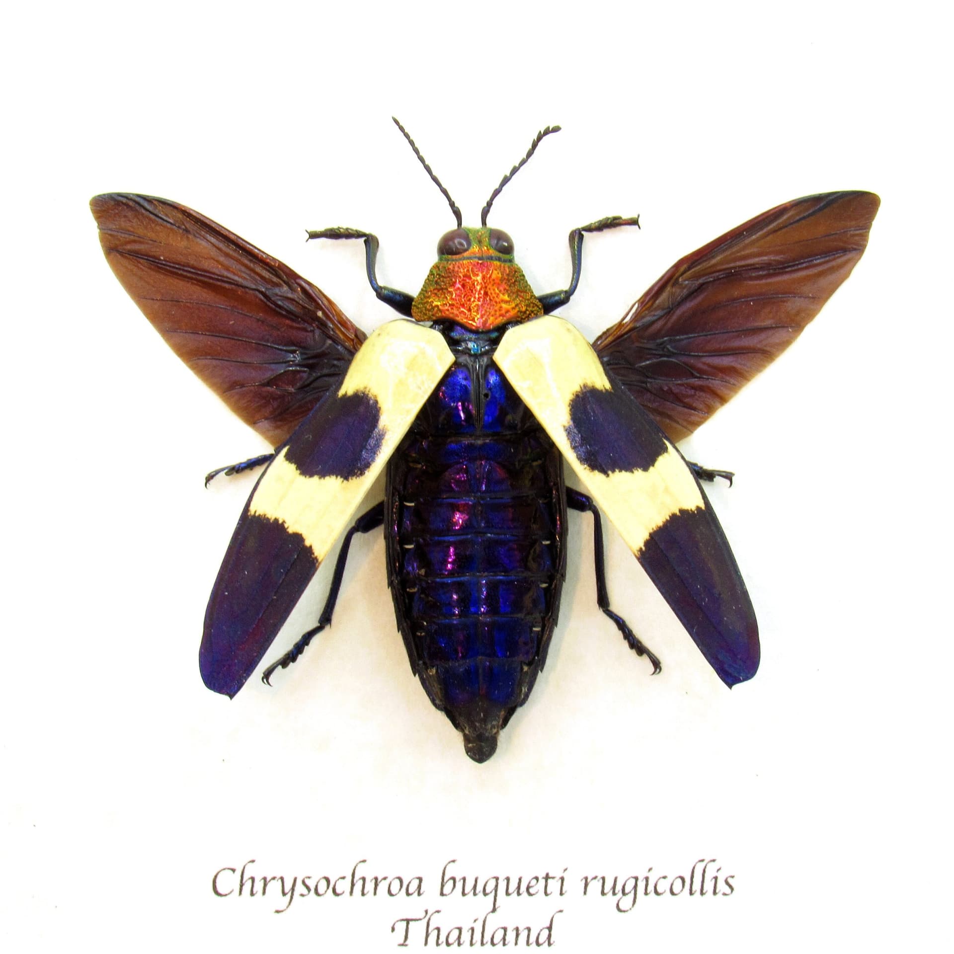 Real metallic purple beetle framed taxidermy - Chrysochroa buqueti rugicollis