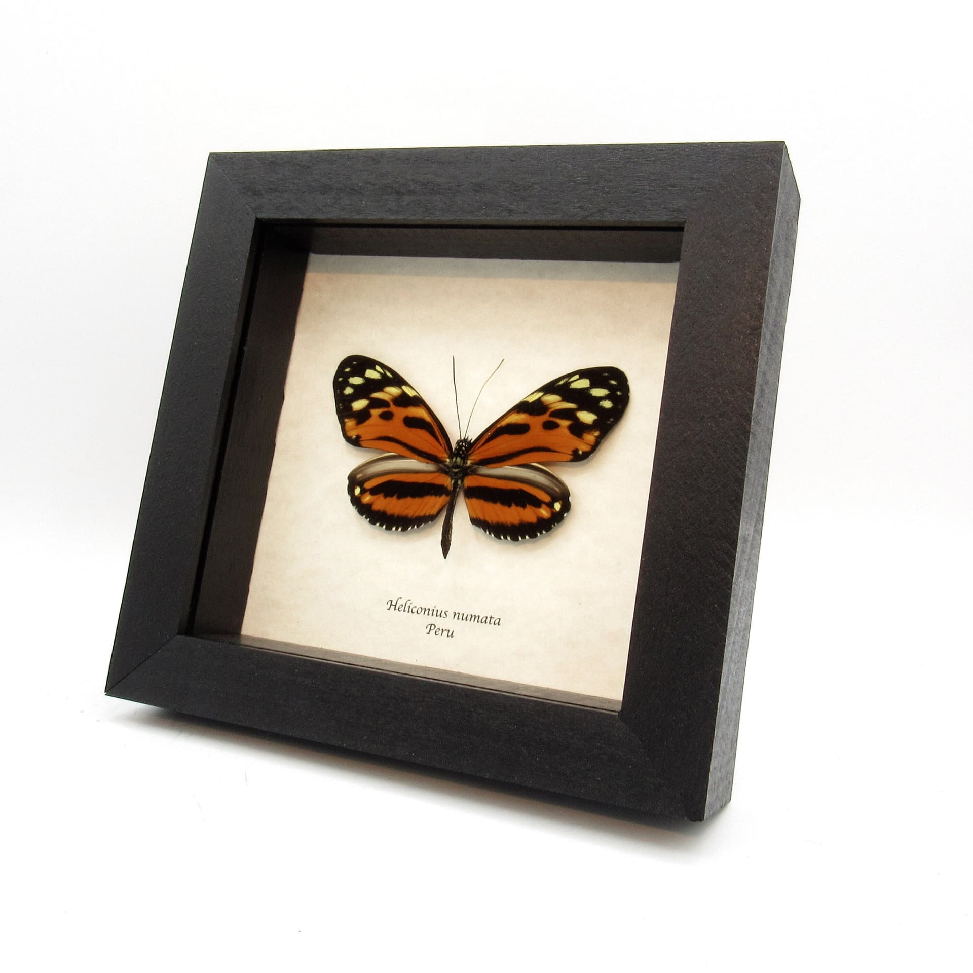 Real orange Longwing butterfly framed taxidermy - Heliconius numata