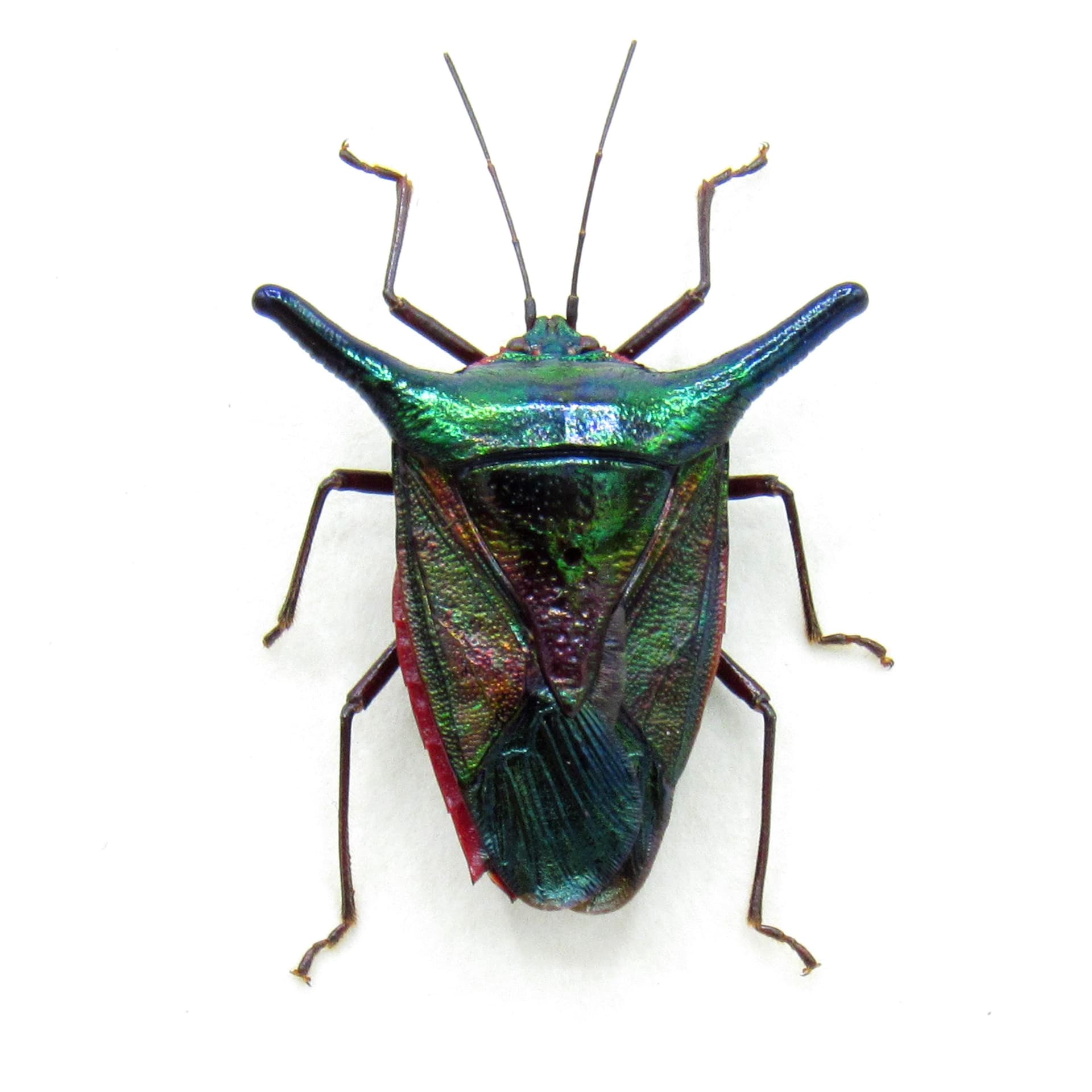 Real horned metallic green Shield bug framed taxidermy - Hemiptera species
