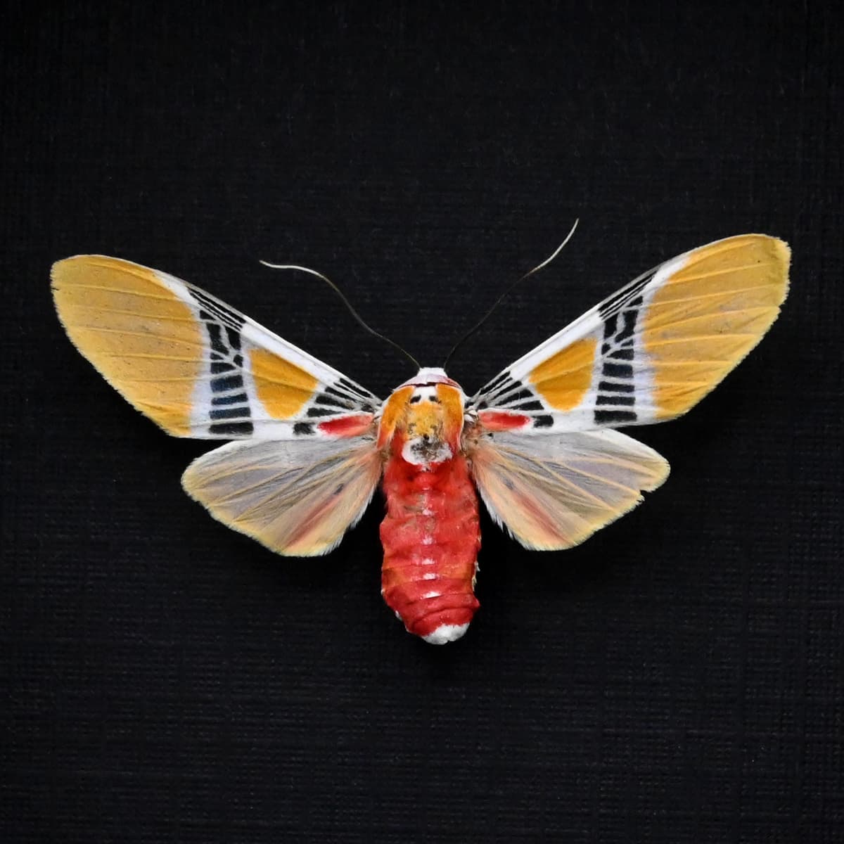 Rare Tiger Moth framed taxidermy - Idalus quadratus