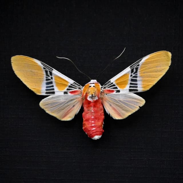 Rare Tiger Moth framed taxidermy - Idalus quadratus