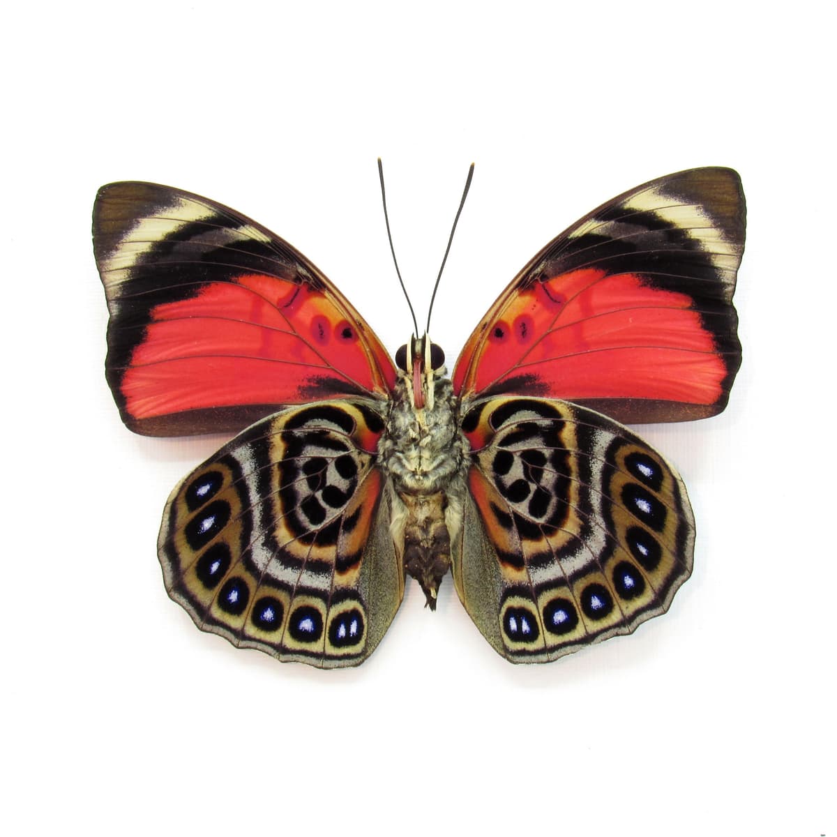 Real red butterfly framed taxidermy - Agrias claudina lugens
