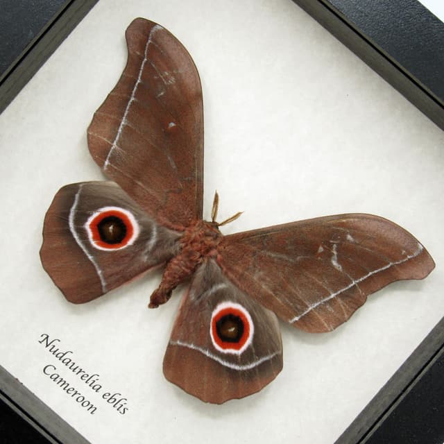 Massive real Emperor moth framed taxidermy - Nudaurelia eblis