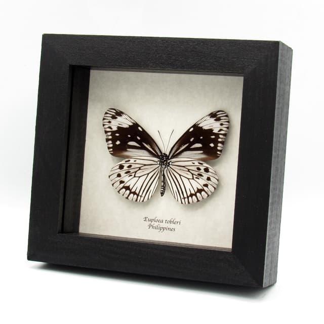 Rare framed white butterfly taxidermy - Euploea tobleri