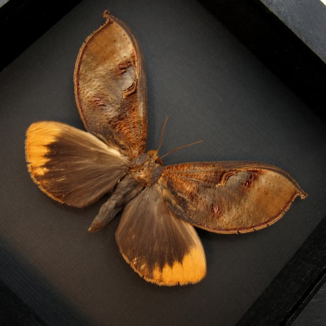 Large real fruit sucking leaf mimic moth framed taxidermy - Phyllodes species