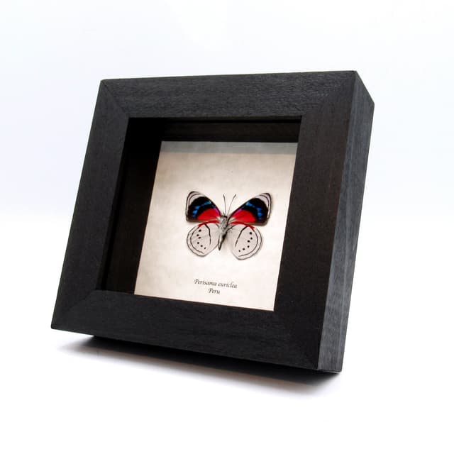 Real white butterfly framed taxidermy - Perisama euriclea