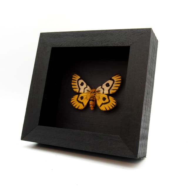 Real rare Sheep moth framed taxidermy - Hemileuca nuttalli - female
