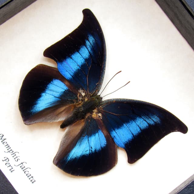 Rare Blue Hatchet Wing butterfly framed taxidermy - Memphis falcata