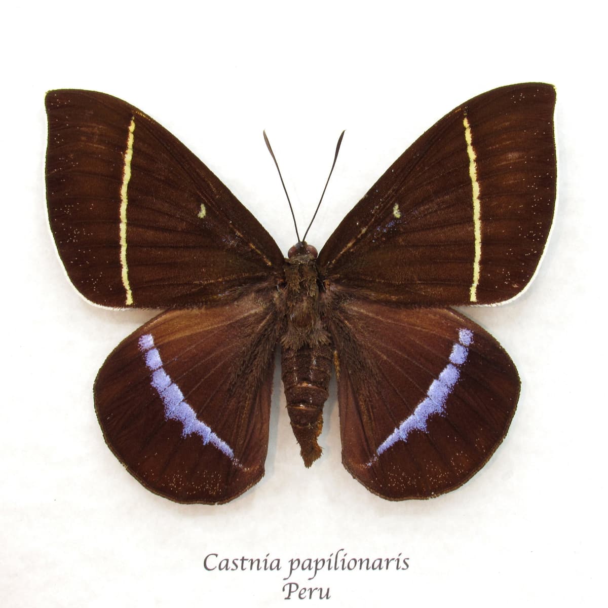 Very rare XL lavender Castnia moth framed taxidermy - Castnia papilionaris