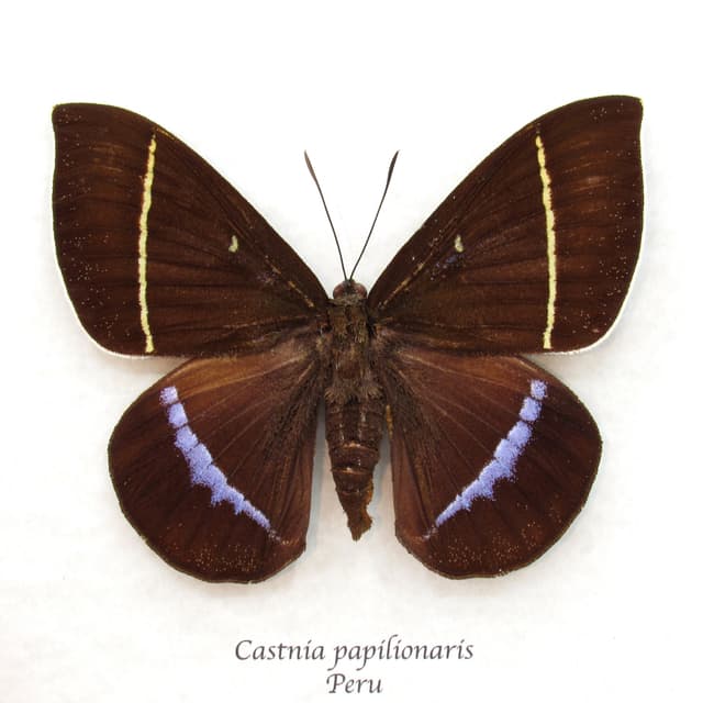 Very rare XL lavender Castnia moth framed taxidermy - Castnia papilionaris