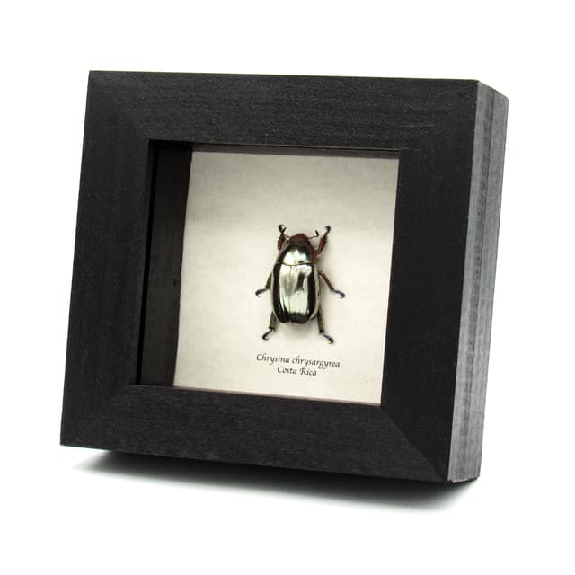 Rare silver Jewel beetle framed taxidermy - Chrysina chrysargyrea