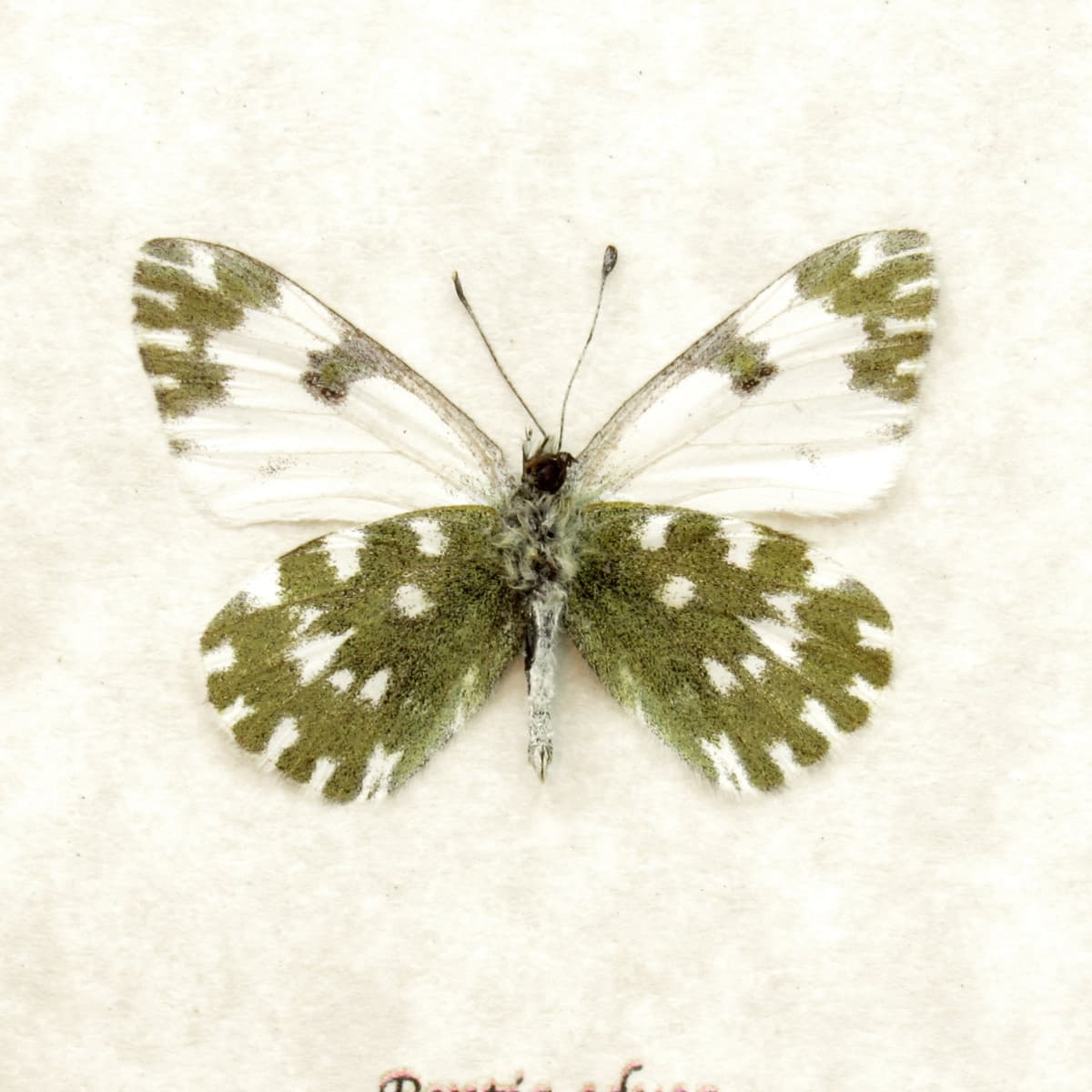 Real Eastern Bath White butterfly framed taxidermy - Pontia edusa