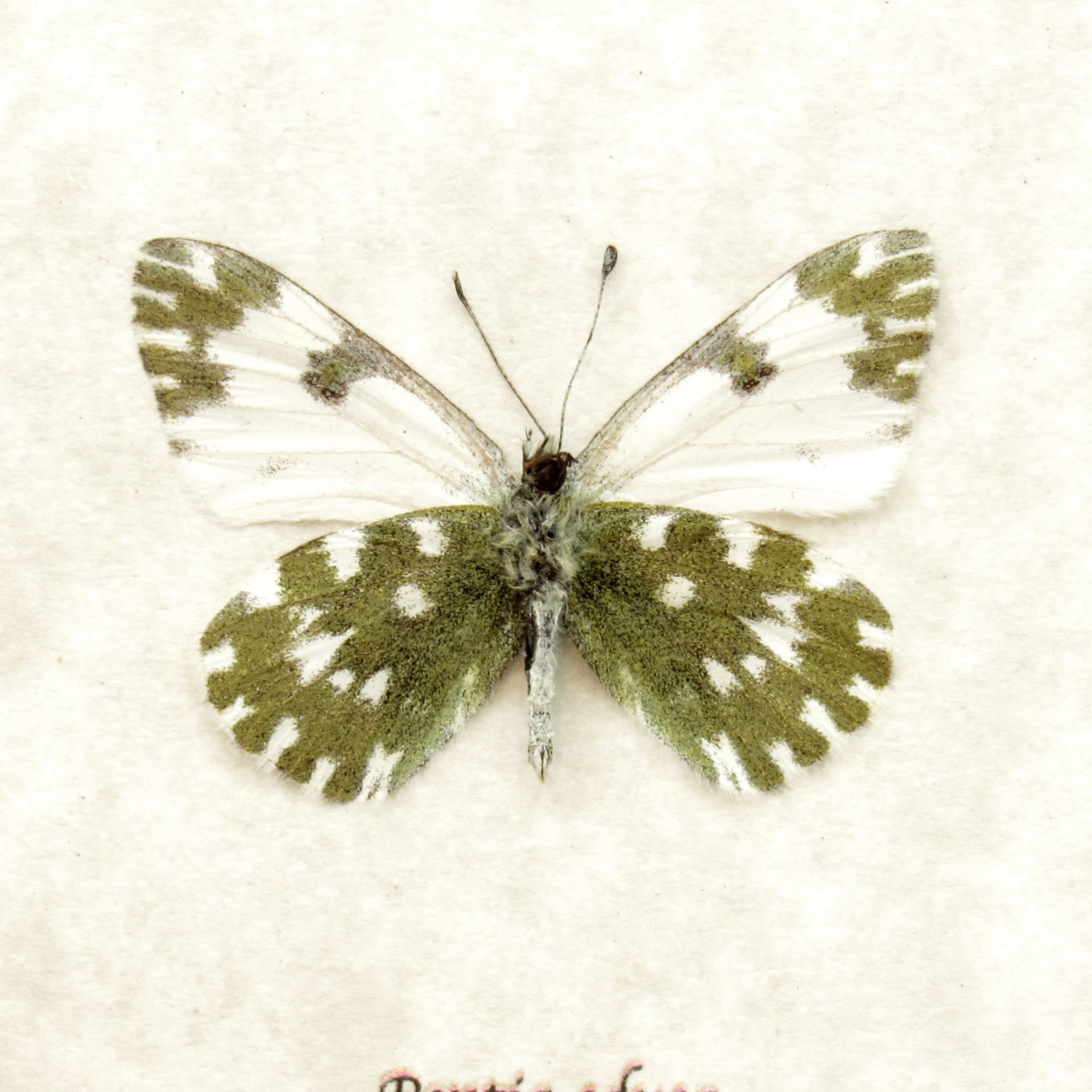 Real Eastern Bath White butterfly framed taxidermy - Pontia edusa