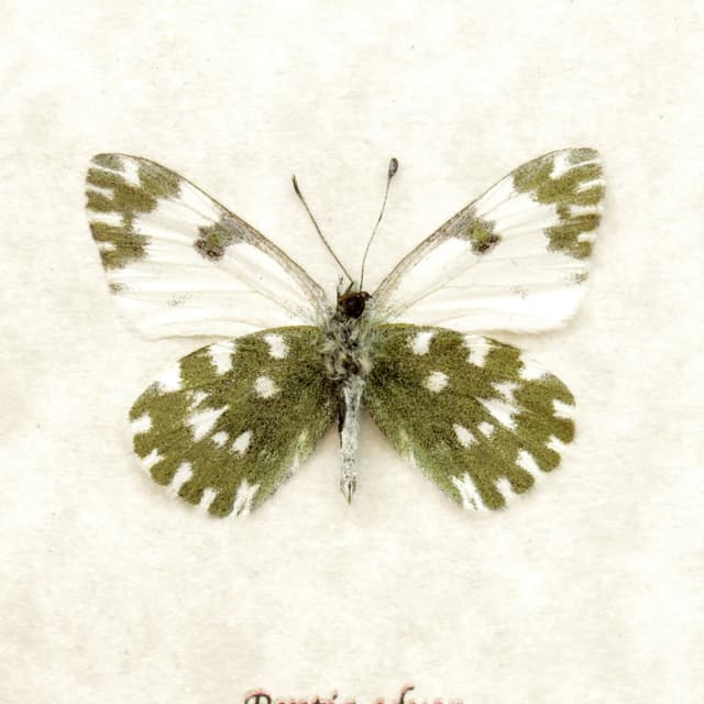 Real Eastern Bath White butterfly framed taxidermy - Pontia edusa