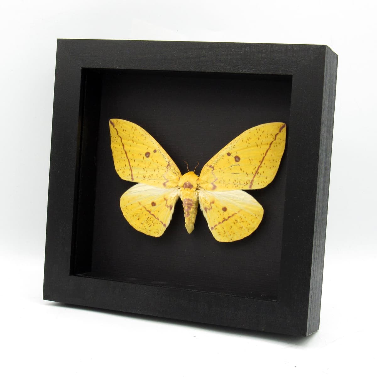 Real XL Venezuelan Imperial moth framed taxidermy - Eacles cacicus - female