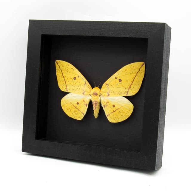 Real XL Venezuelan Imperial moth framed taxidermy - Eacles cacicus - female