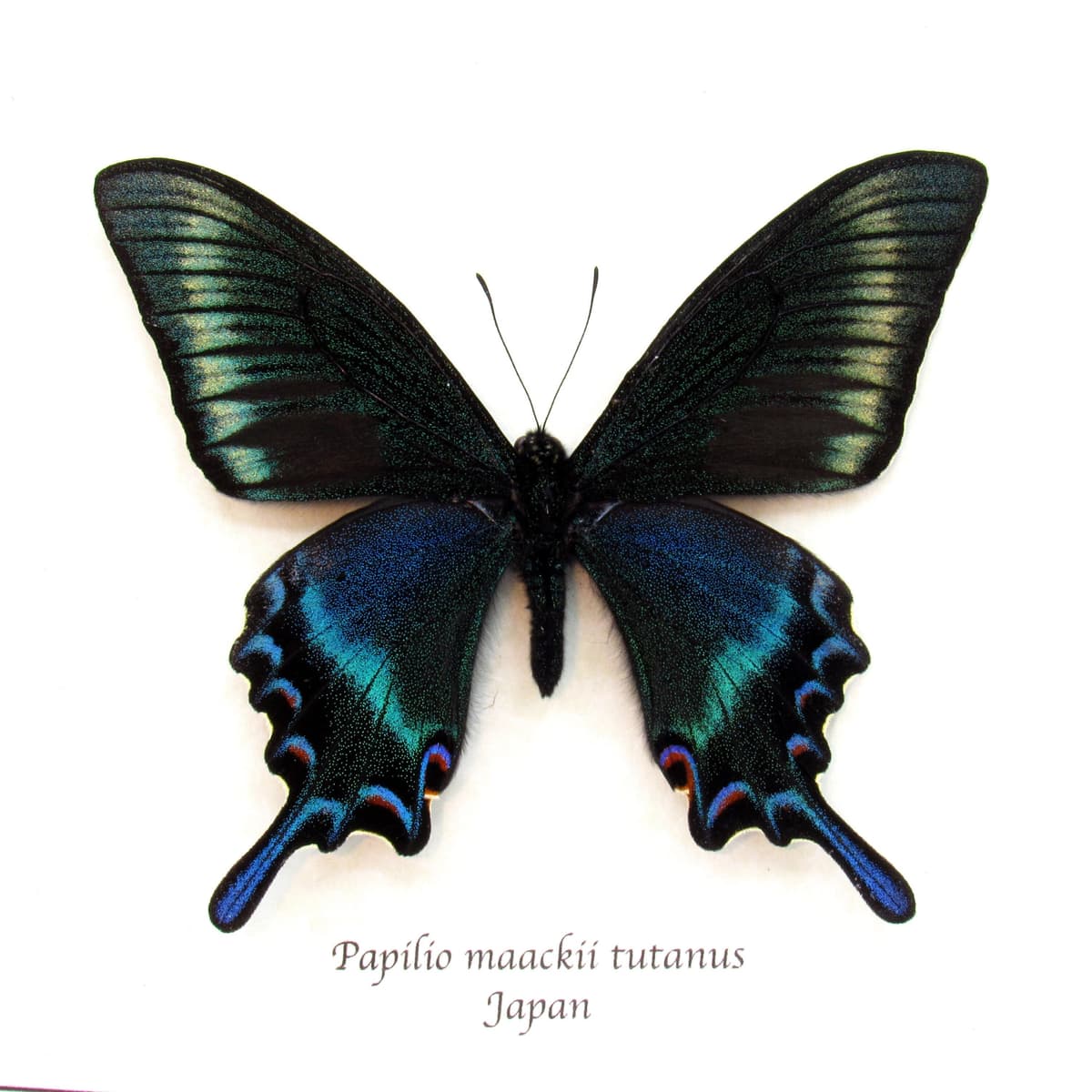 Real Alpine Swallowtail framed taxidermy - Papilio maackii tutanus - spring form
