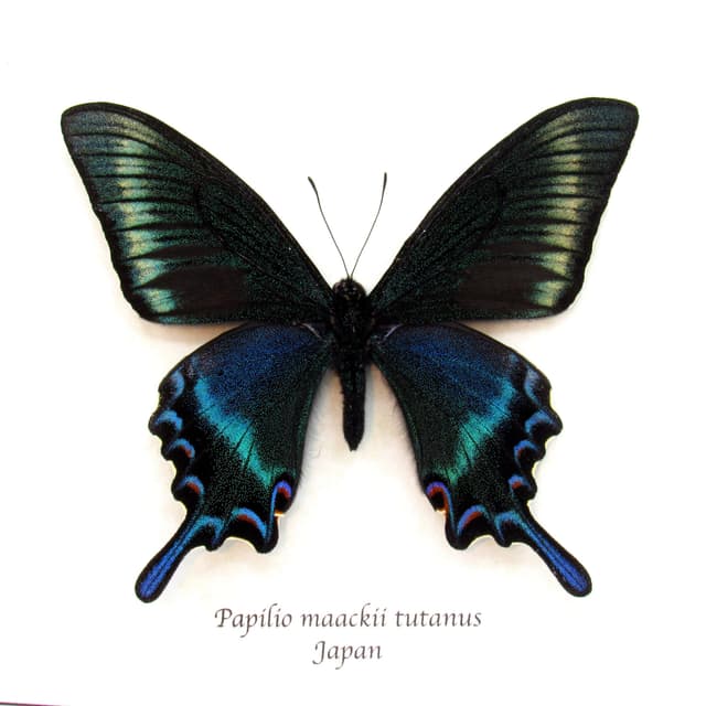 Real Alpine Swallowtail framed taxidermy - Papilio maackii tutanus - spring form