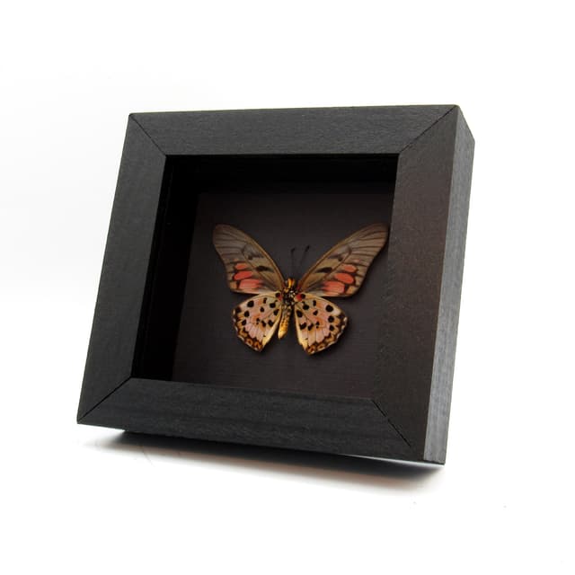 Real pink Acraea Swordtail butterfly framed taxidermy - Graphium ridleyanus