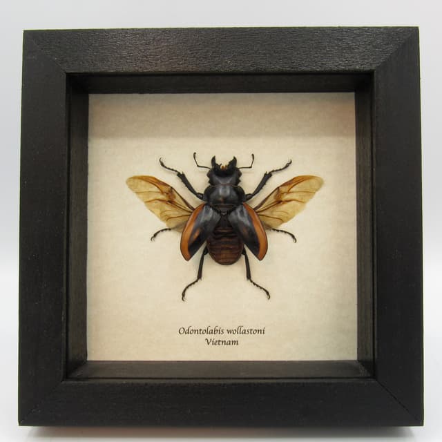 Real Stag beetle framed taxidermy - Odontolabis wollastoni