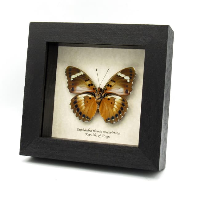 Rare Iridescent Bronze Forester butterfly framed specimen - Euphaedra themis niveovittata