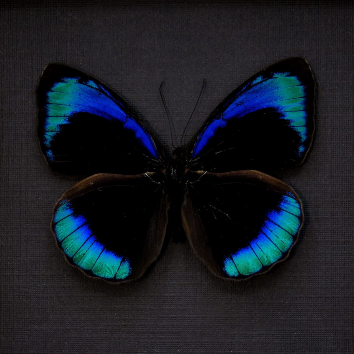 Real iridescent blue butterfly framed taxidermy - Eunica eurota