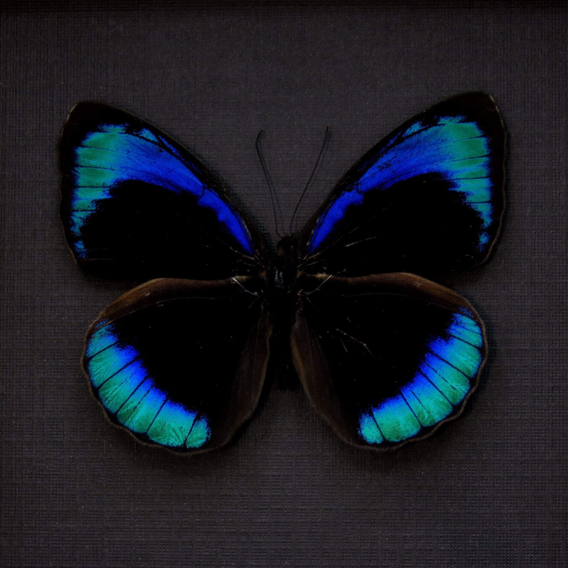 Real iridescent blue butterfly framed taxidermy - Eunica eurota