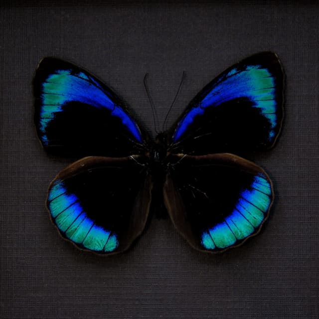 Real iridescent blue butterfly framed taxidermy - Eunica eurota