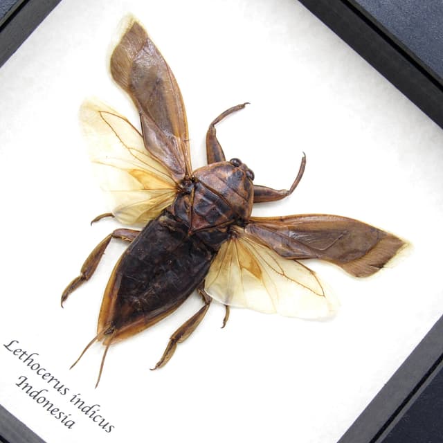 Real Giant Water Bug framed taxidermy - Lethocerus indicus