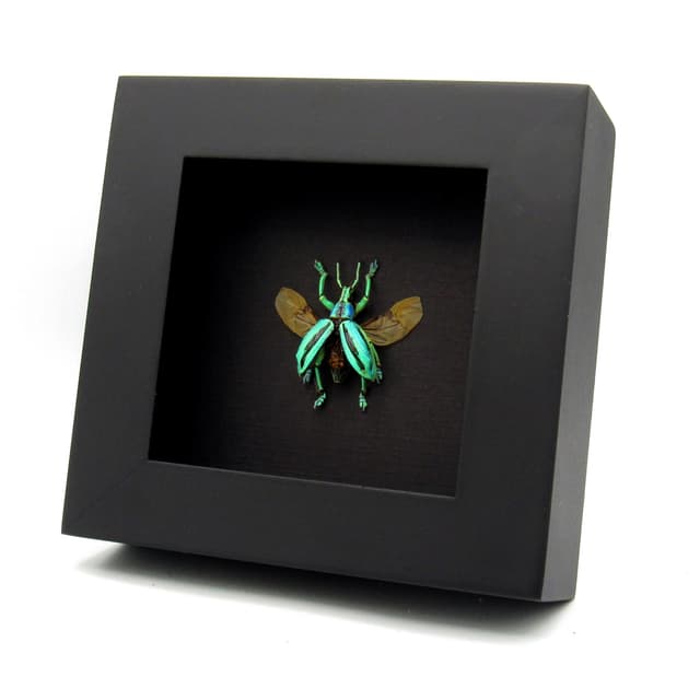 Real glitter beetle framed taxidermy - Eupholus cuvieri - wings open