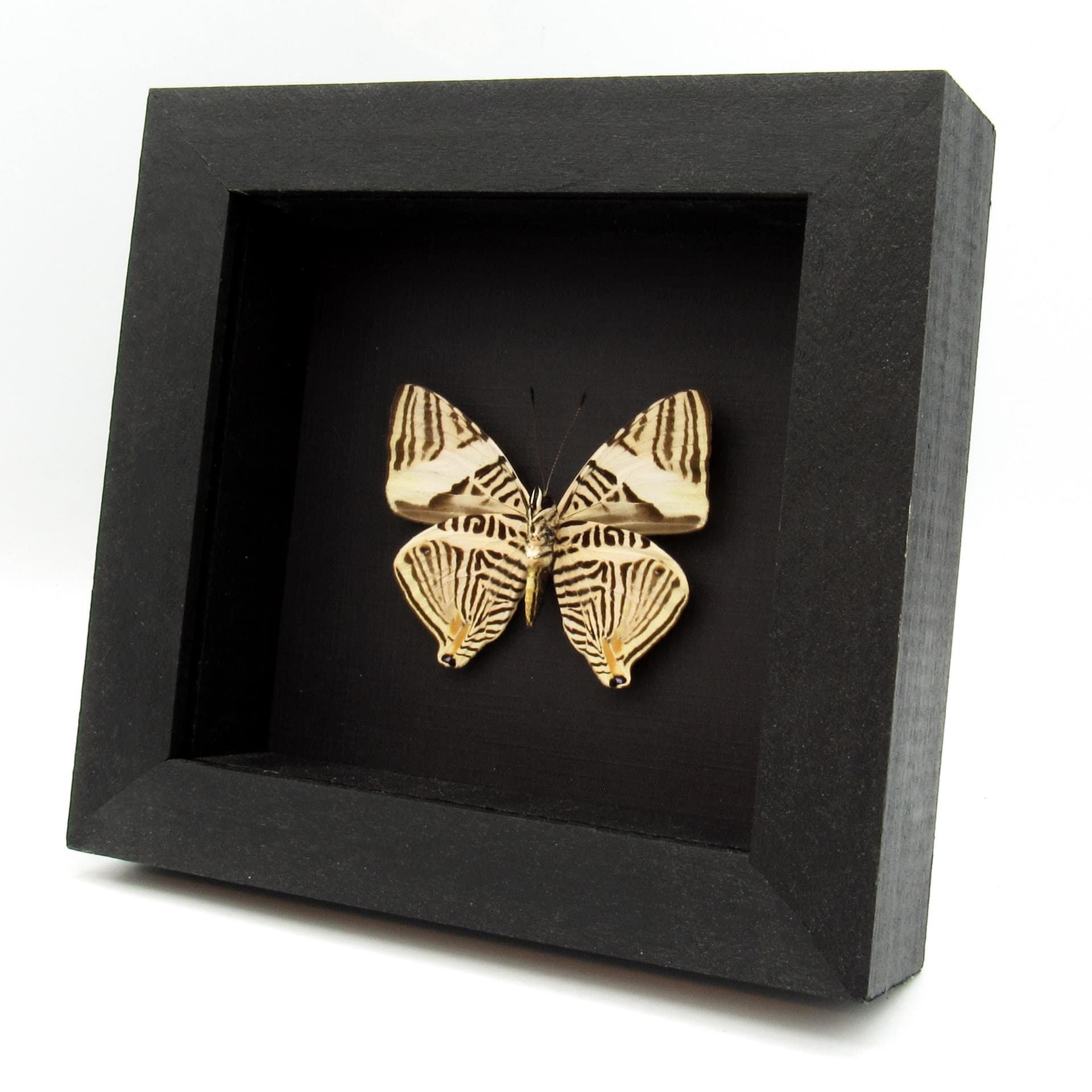 Real Zebra Mosaic butterfly framed taxidermy - Colobura dirce
