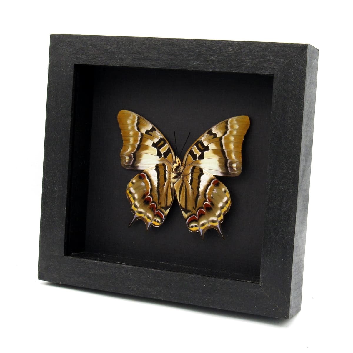 Real butterfly framed taxidermy - Polyura pyrrhus - large female