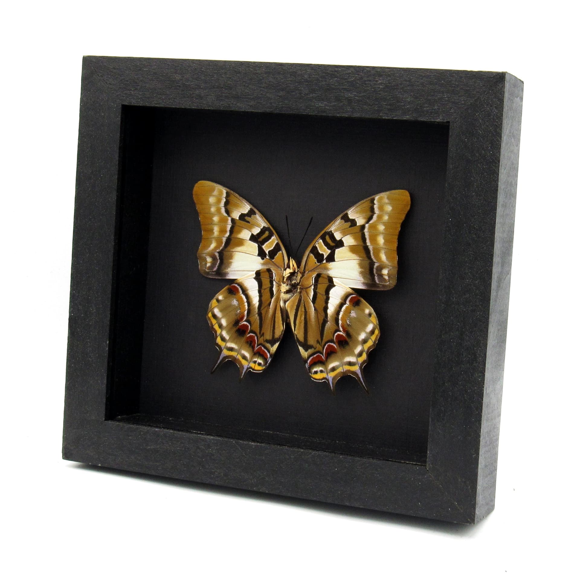 Real butterfly framed taxidermy - Polyura pyrrhus - large female
