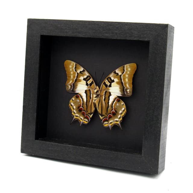 Real butterfly framed taxidermy - Polyura pyrrhus - large female