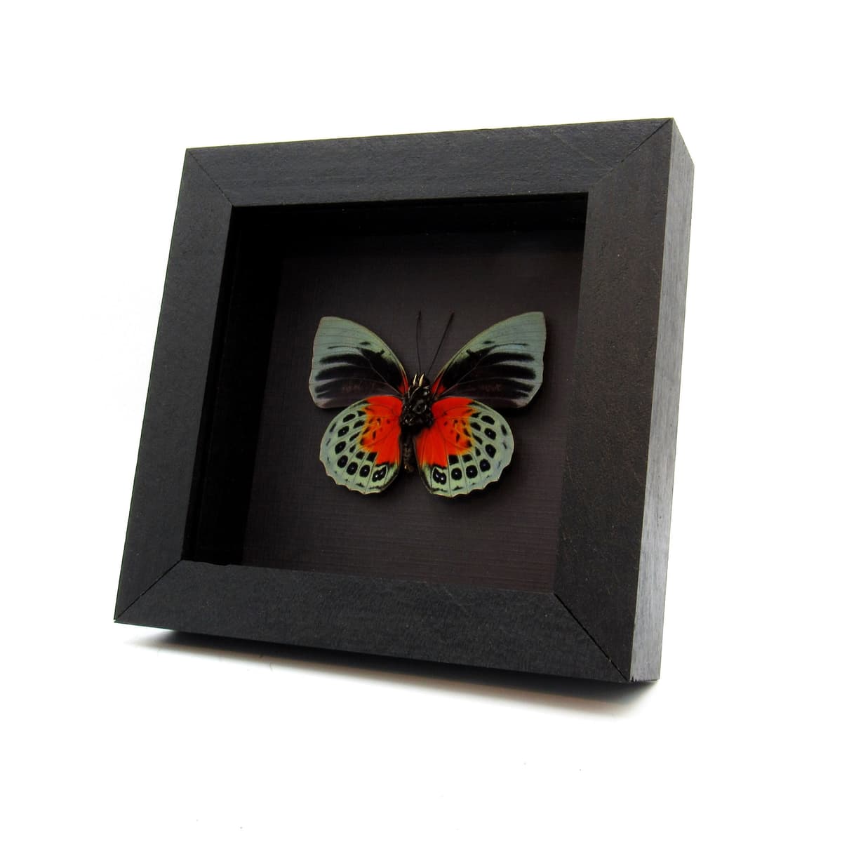 Rare red Brushfooted butterfly framed taxidermy - Agrias beata