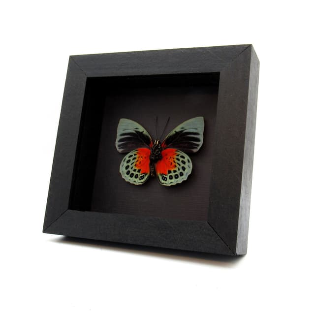 Rare red Brushfooted butterfly framed taxidermy - Agrias beata