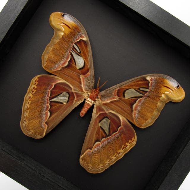 XL framed Atlas moth taxidermy - Attacus atlas - 8.35" female