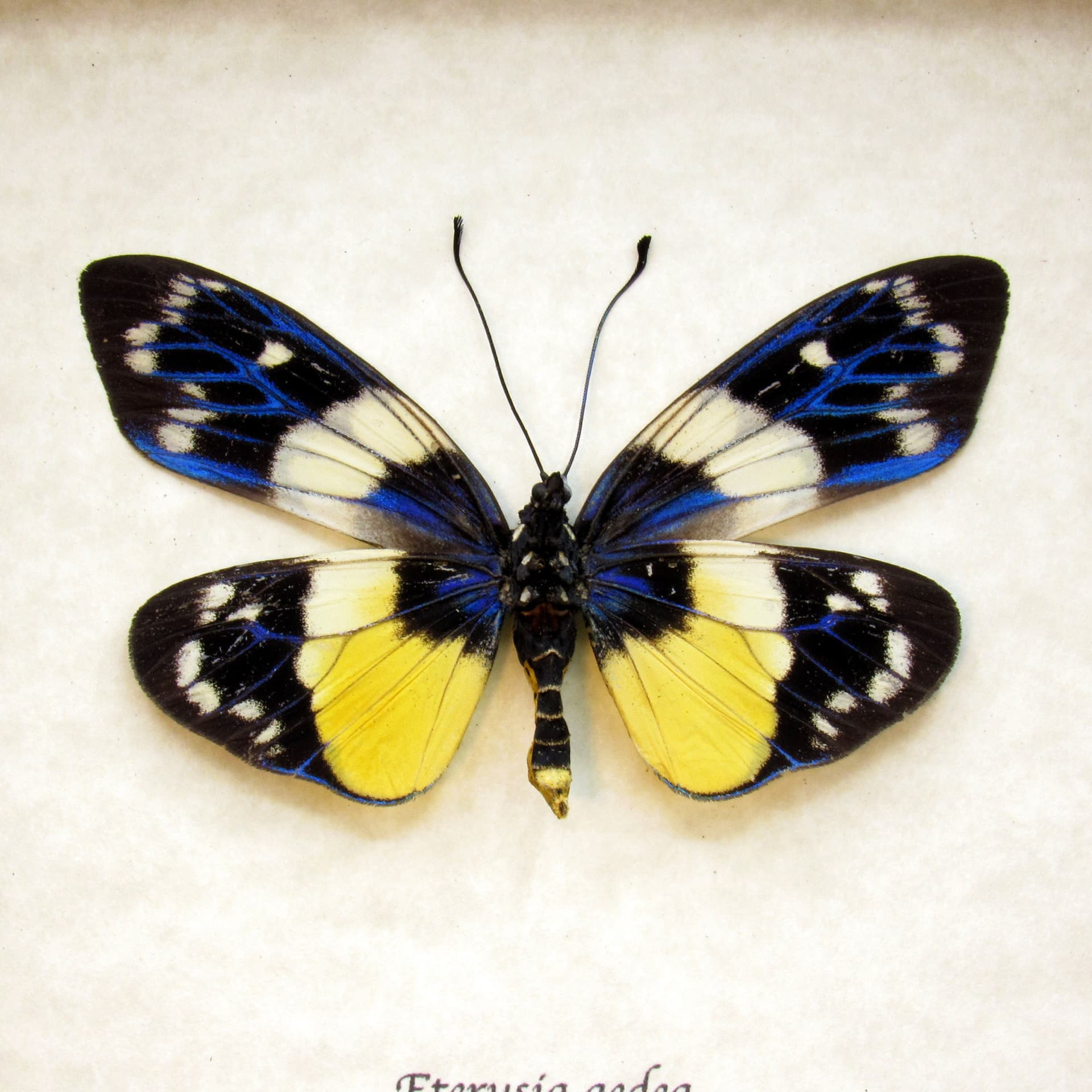 Rare metallic Day Flying moth framed taxidermy - Eterusia aedea