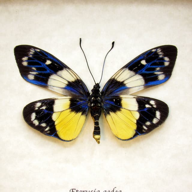 Rare metallic Day Flying moth framed taxidermy - Eterusia aedea