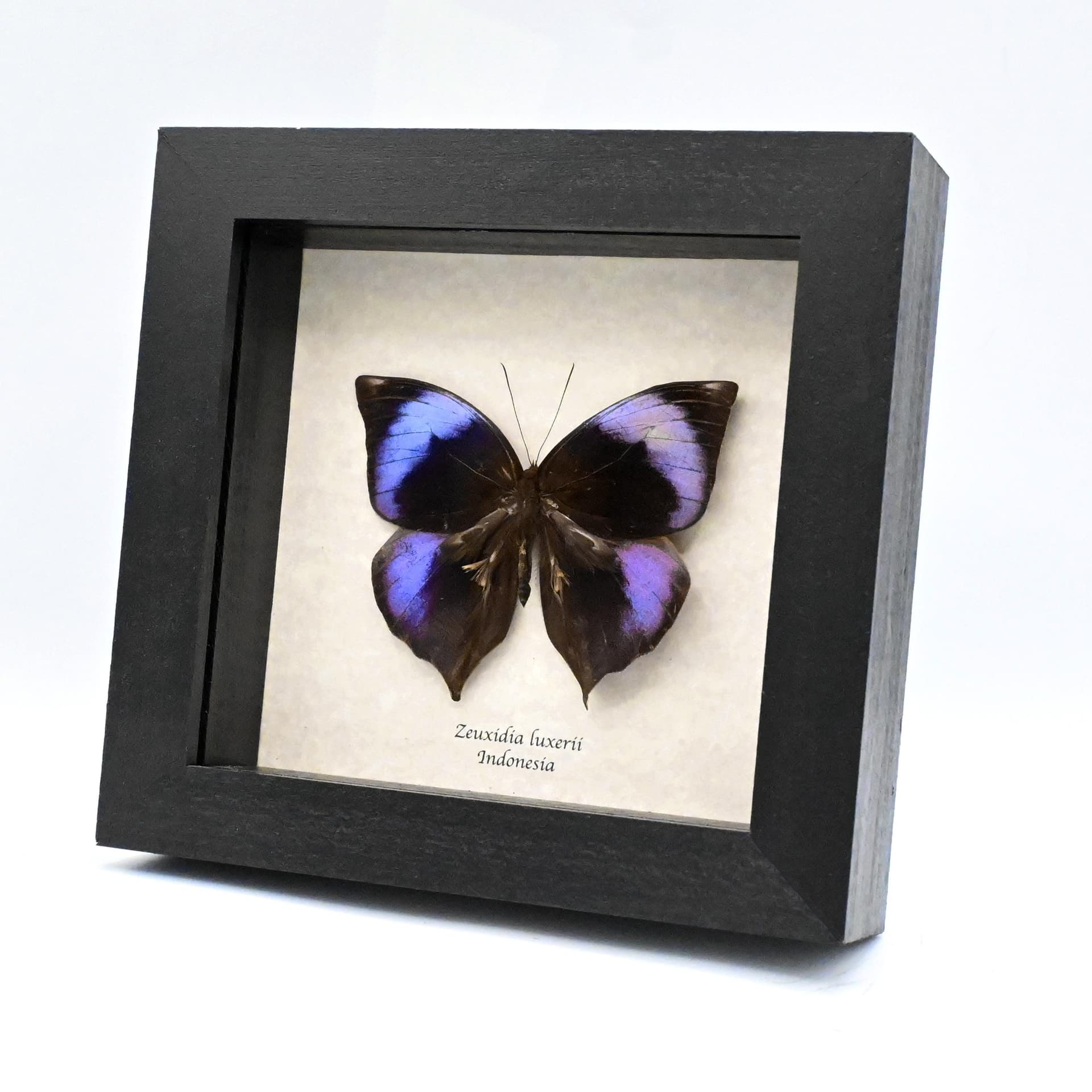 Rare purple Scarce Saturn butterfly framed taxidermy - Zeuxidia luxerii