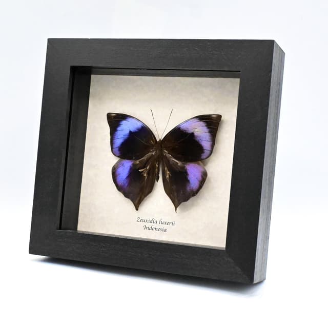 Rare purple Scarce Saturn butterfly framed taxidermy - Zeuxidia luxerii