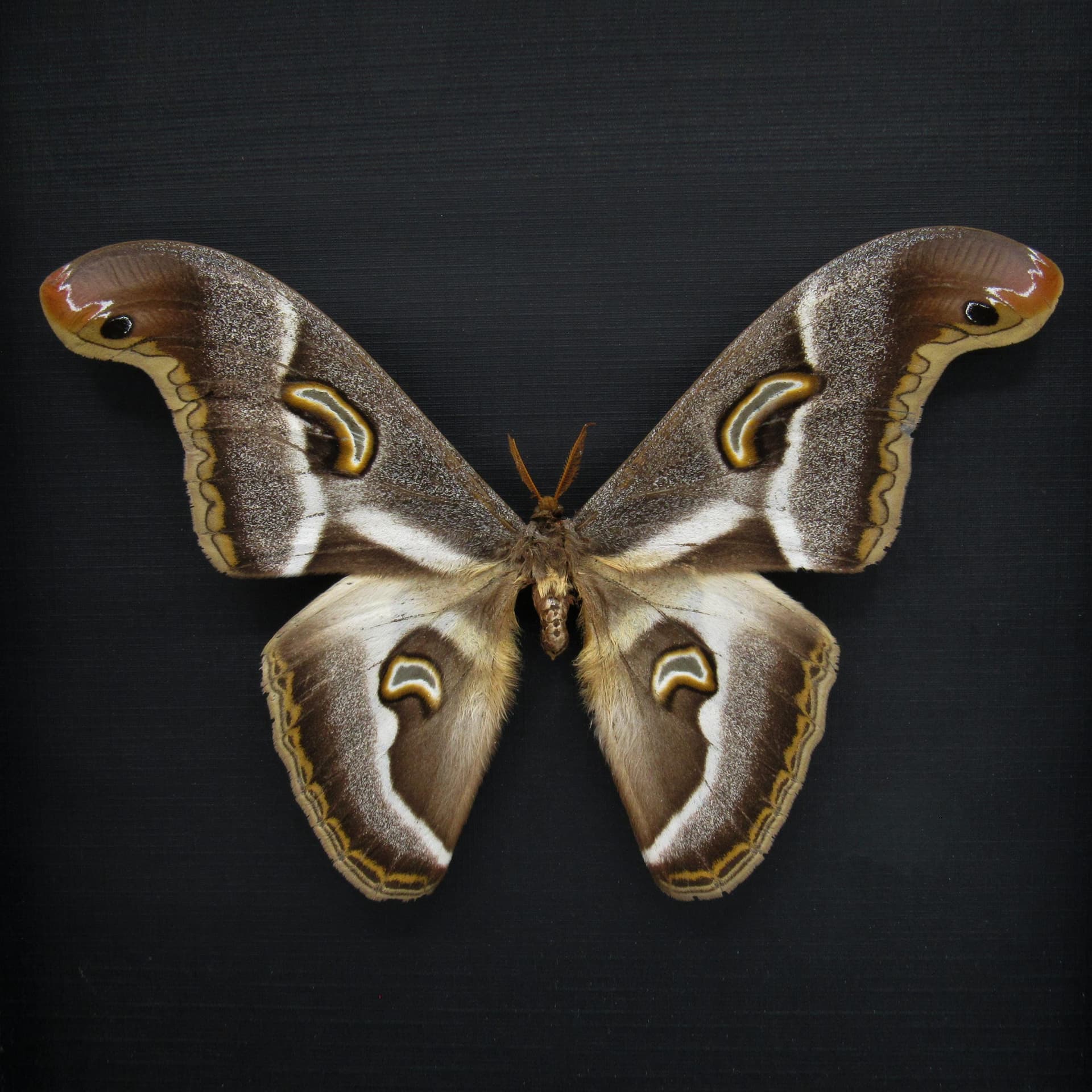 Rare XL African Saturn moth framed taxidermy - Epiphora ploetzi - XL specimen