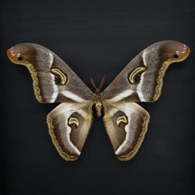 Rare XL African Saturn moth framed taxidermy - Epiphora ploetzi - XL specimen