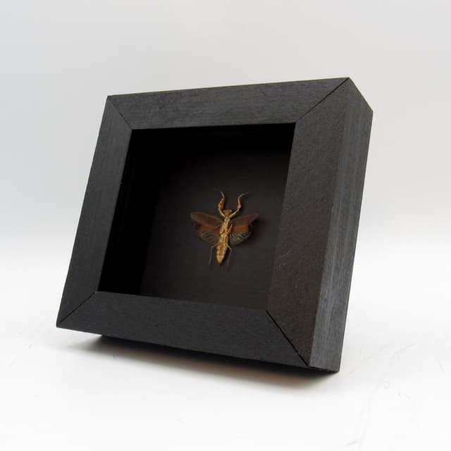 Real tiny Praying Mantis framed taxidermy - Compsomantis tumidiceps