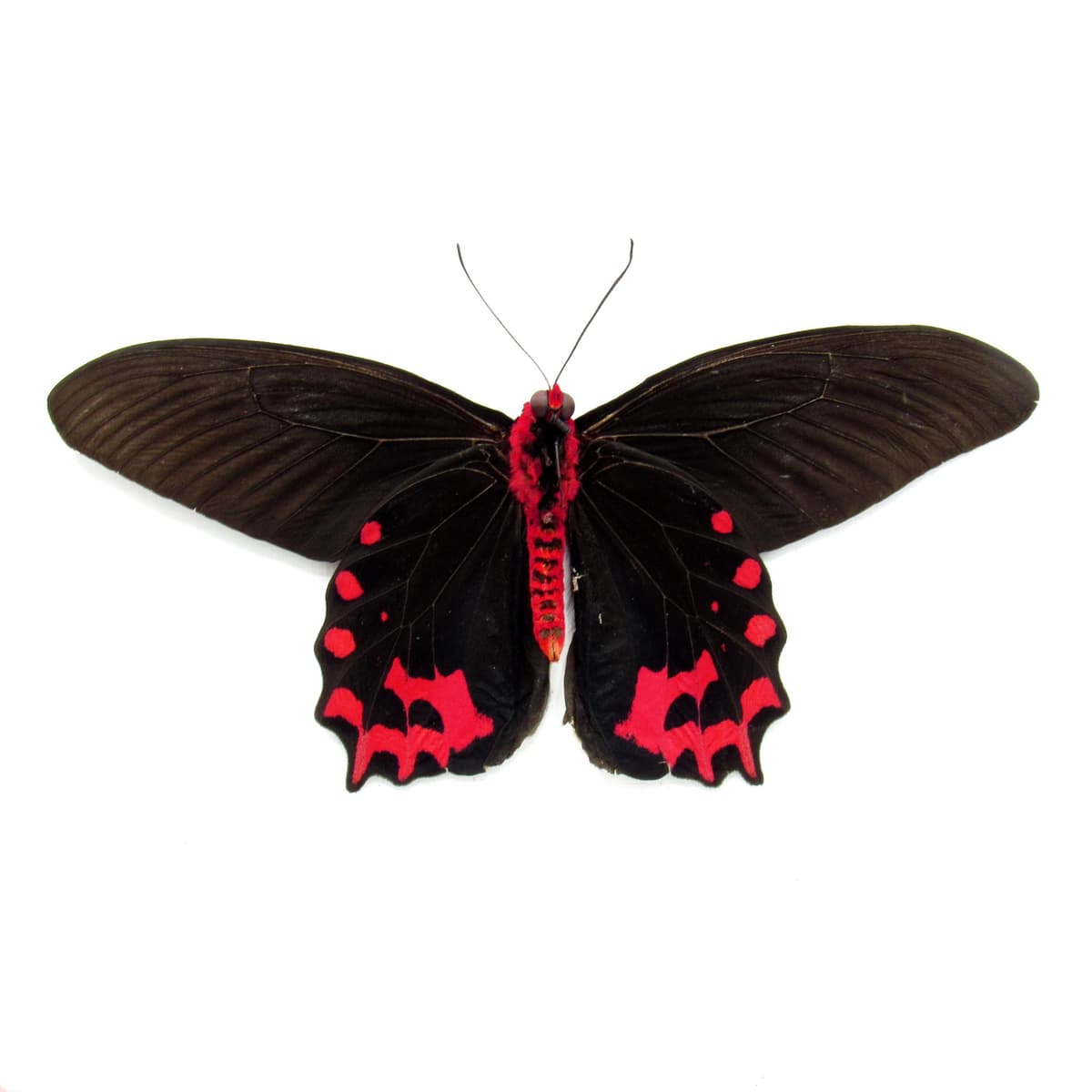 Real Vampire butterfly framed taxidermy - Atrophaneura semperi albofasciata - Victorian mount