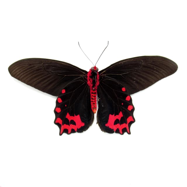 Real Vampire butterfly framed taxidermy - Atrophaneura semperi albofasciata - Victorian mount