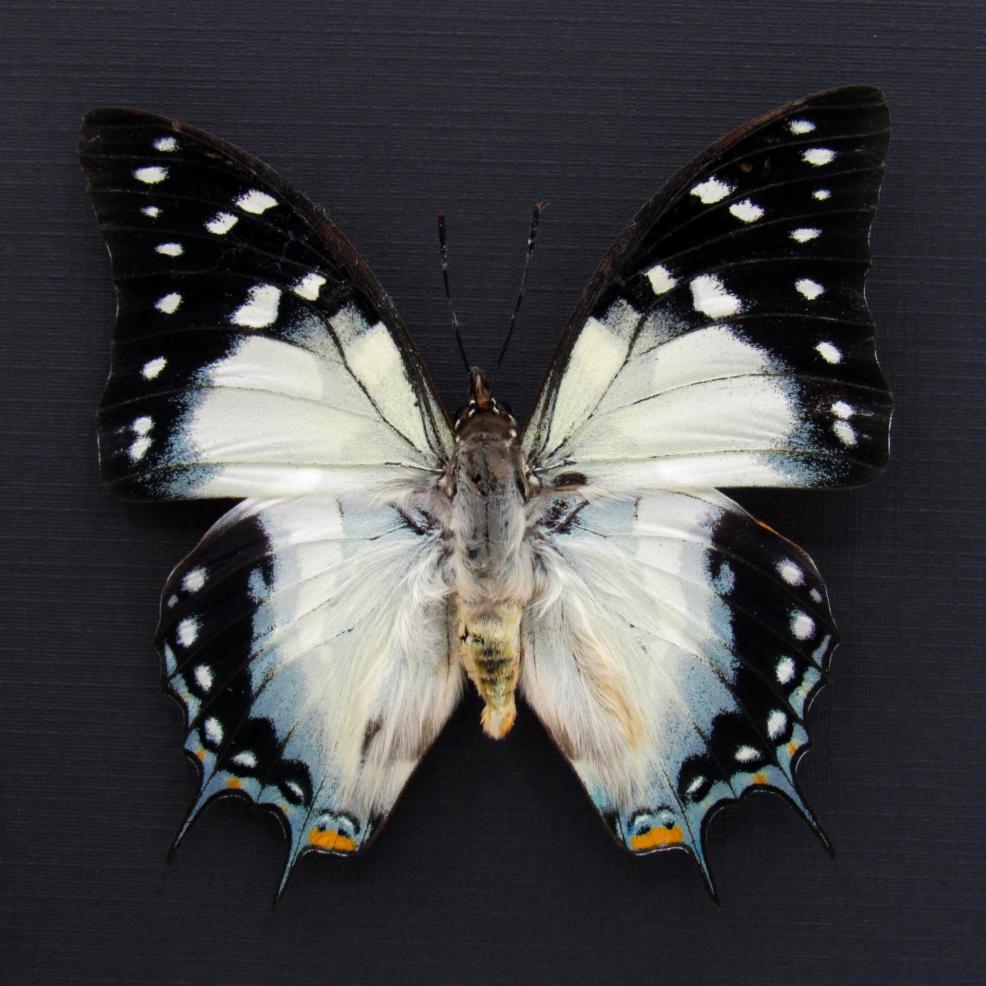 Very large rare blue Nawab butterfly framed taxidermy - Polyura galaxia
