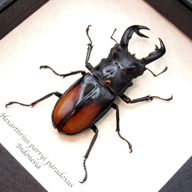 Real Giant Stag beetle framed taxidermy - Hexarthrius parryi paradoxus