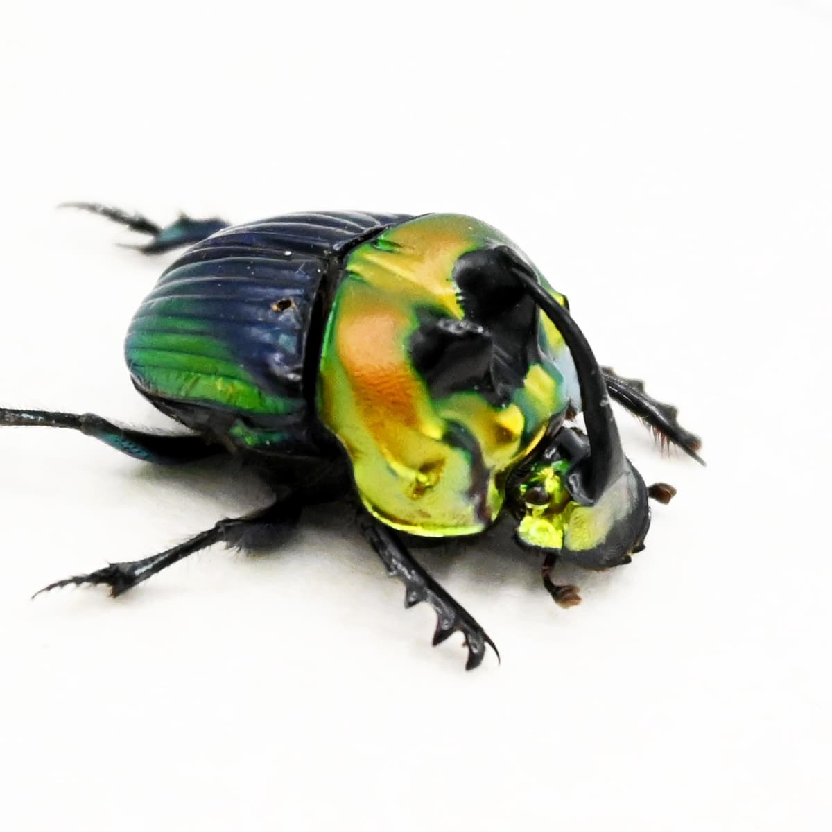 Real Rainbow Scarab Dung beetle framed taxidermy - Phanaeus imperator