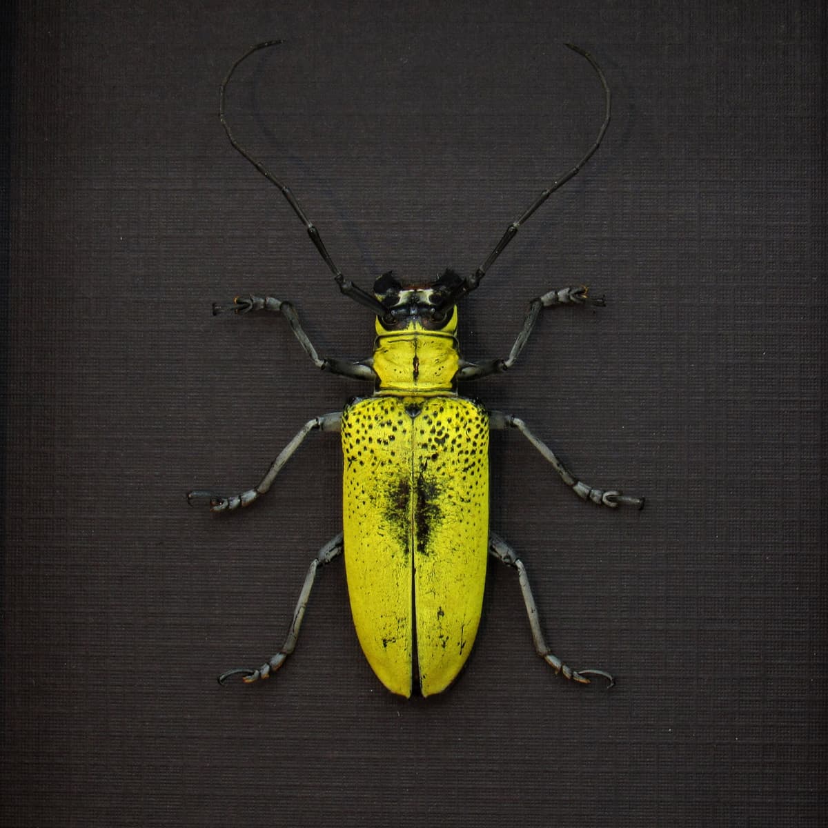 Large yellow Longhorn beetle framed taxidermy - Celosterna pollinosa - female